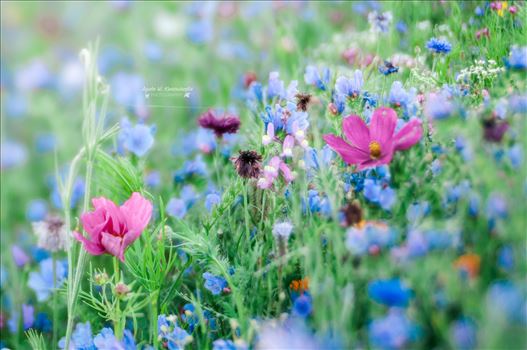 Summer flowers by Agata W. Kwasniewska Photography