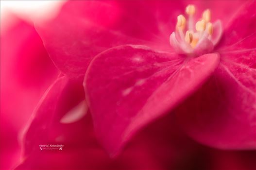Pink by Agata W. Kwasniewska Photography