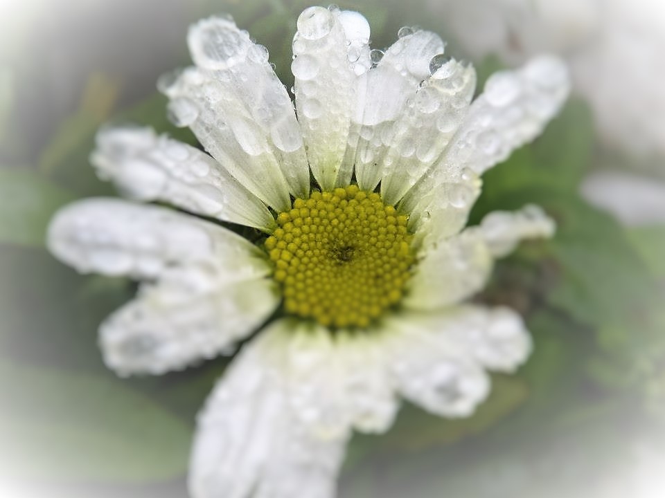 Daisy After the rain by Lewis & Co. Photography