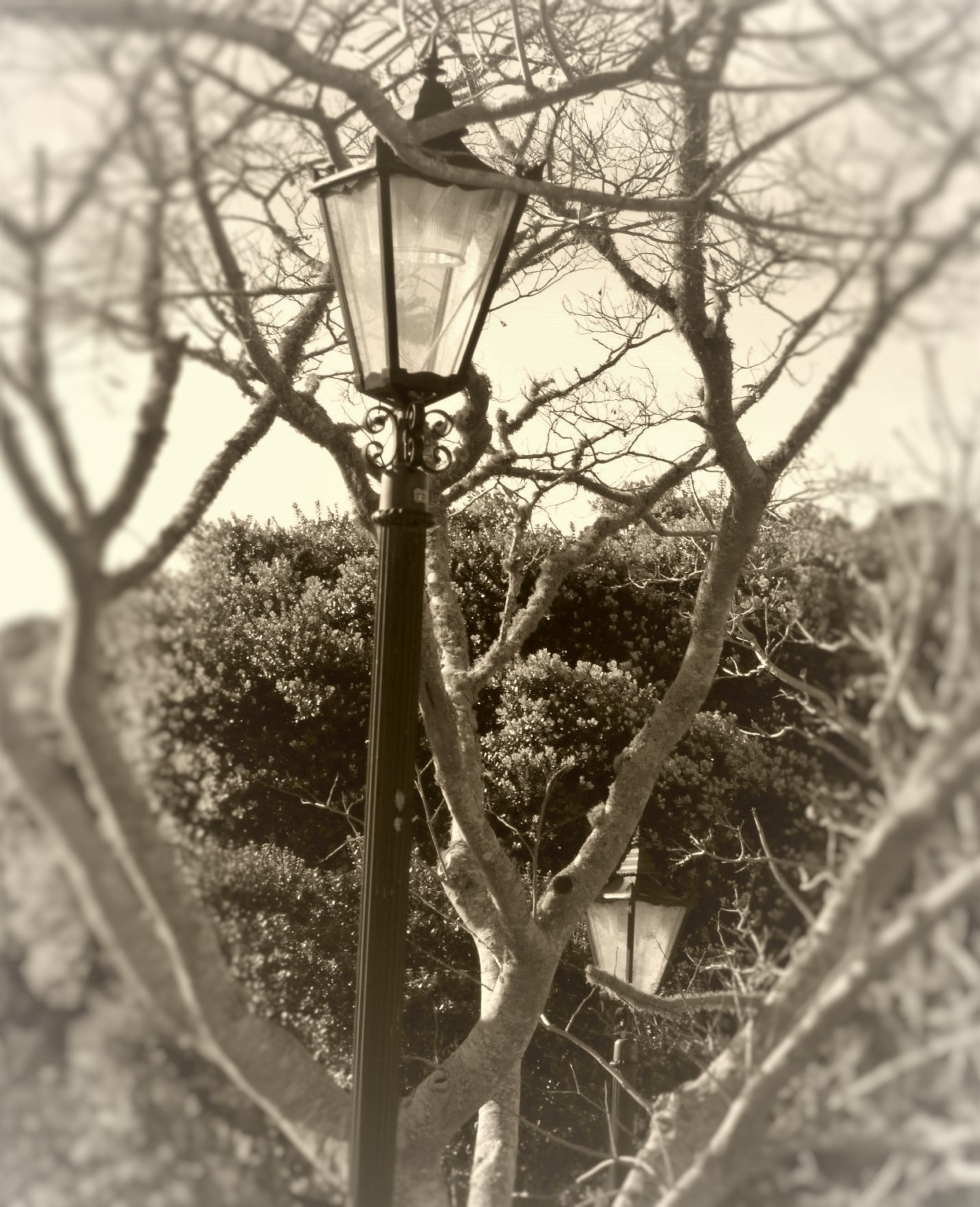 Lamp posts  by Lewis & Co. Photography