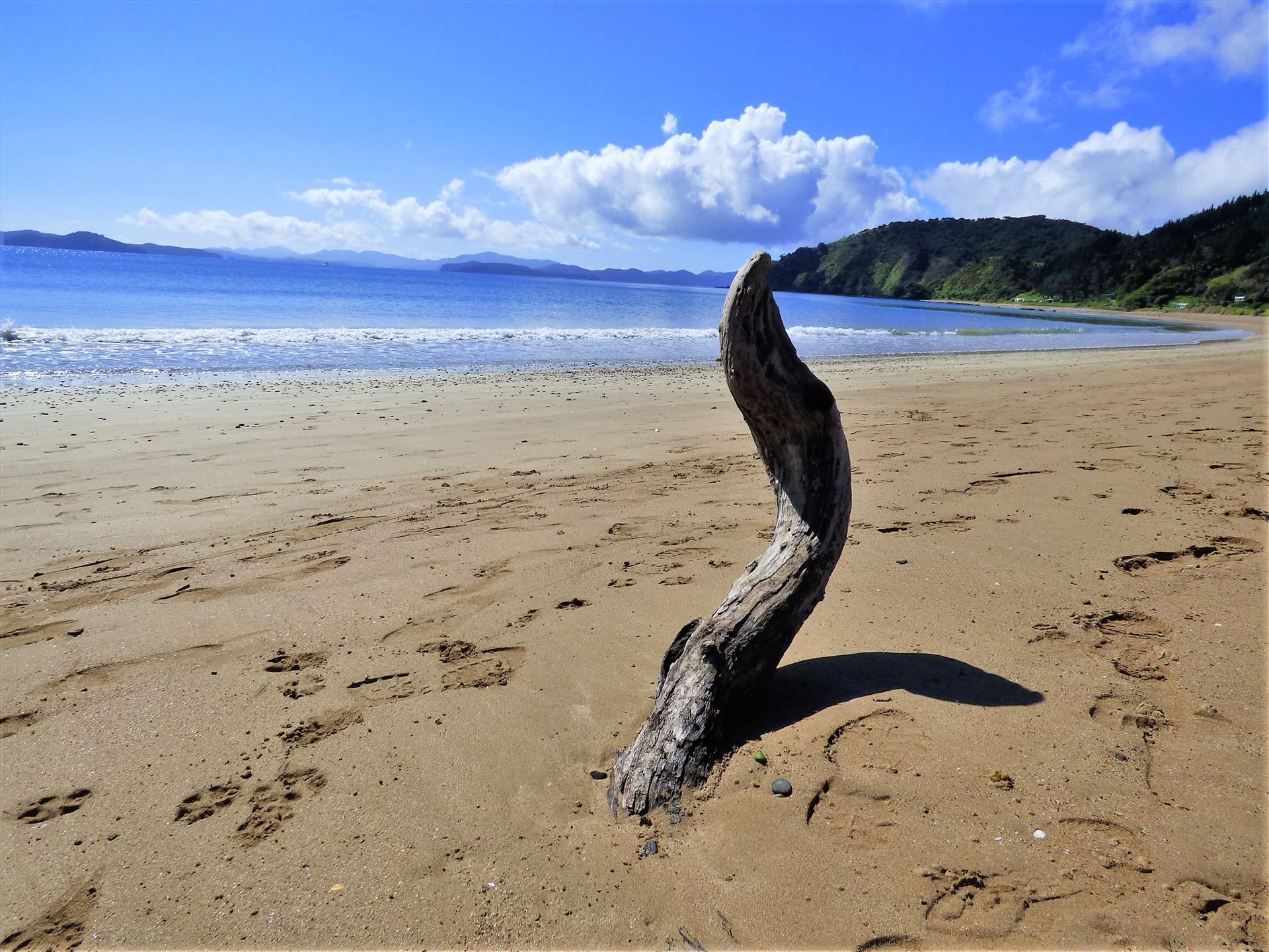 Beach and driftwood sculpture  by Lewis & Co. Photography