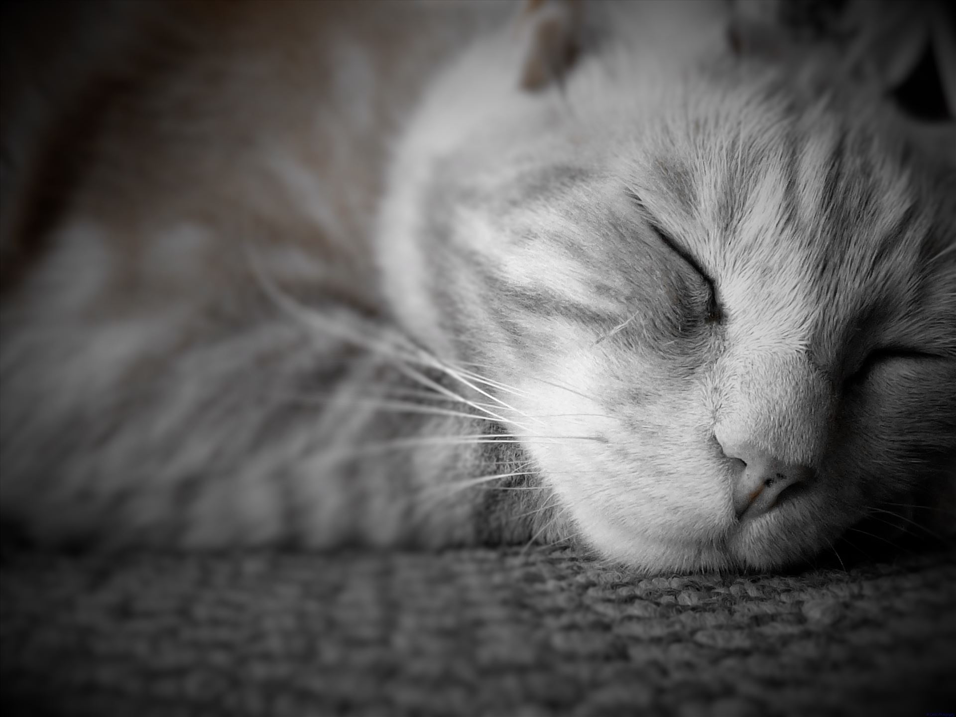 Let sleeping cats lie!!  by Lewis & Co. Photography
