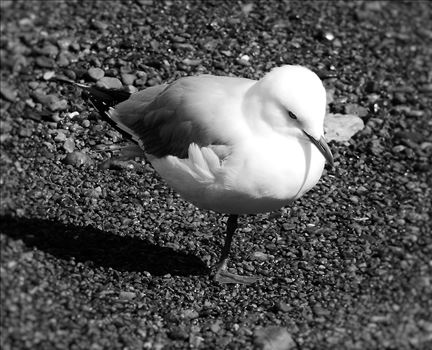 Seagull by Lewis & Co. Photography