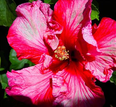 Hibiscus by Lewis & Co. Photography