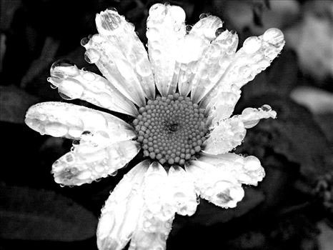 Black and white Daisy by Lewis & Co. Photography