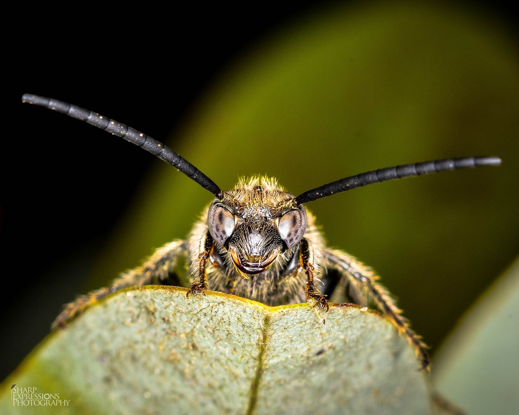 JLS_2563.jpg  by WPC-41