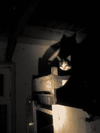 Spooky cat.jpg by WPC-353