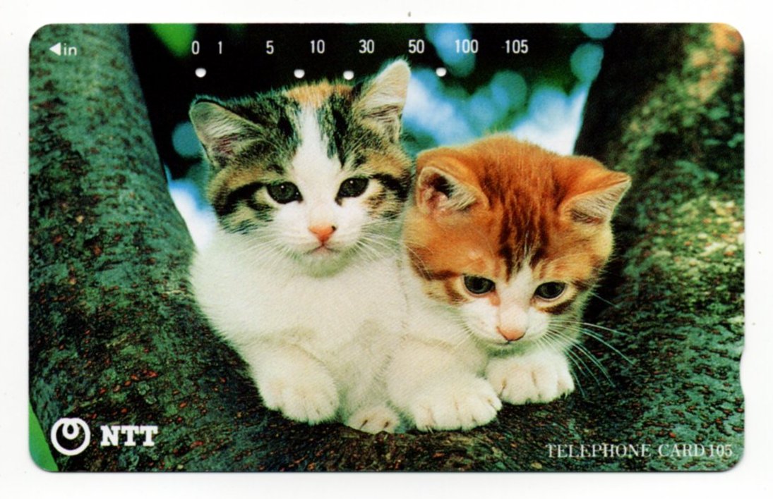 NTT Two Cats Between Two Branches of a Tree PW-TC025.jog.jpg  by whitetaylor