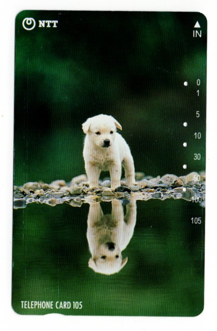 NTT Puppy And Reflection On A Lake PW-TC-044.jpg  by whitetaylor