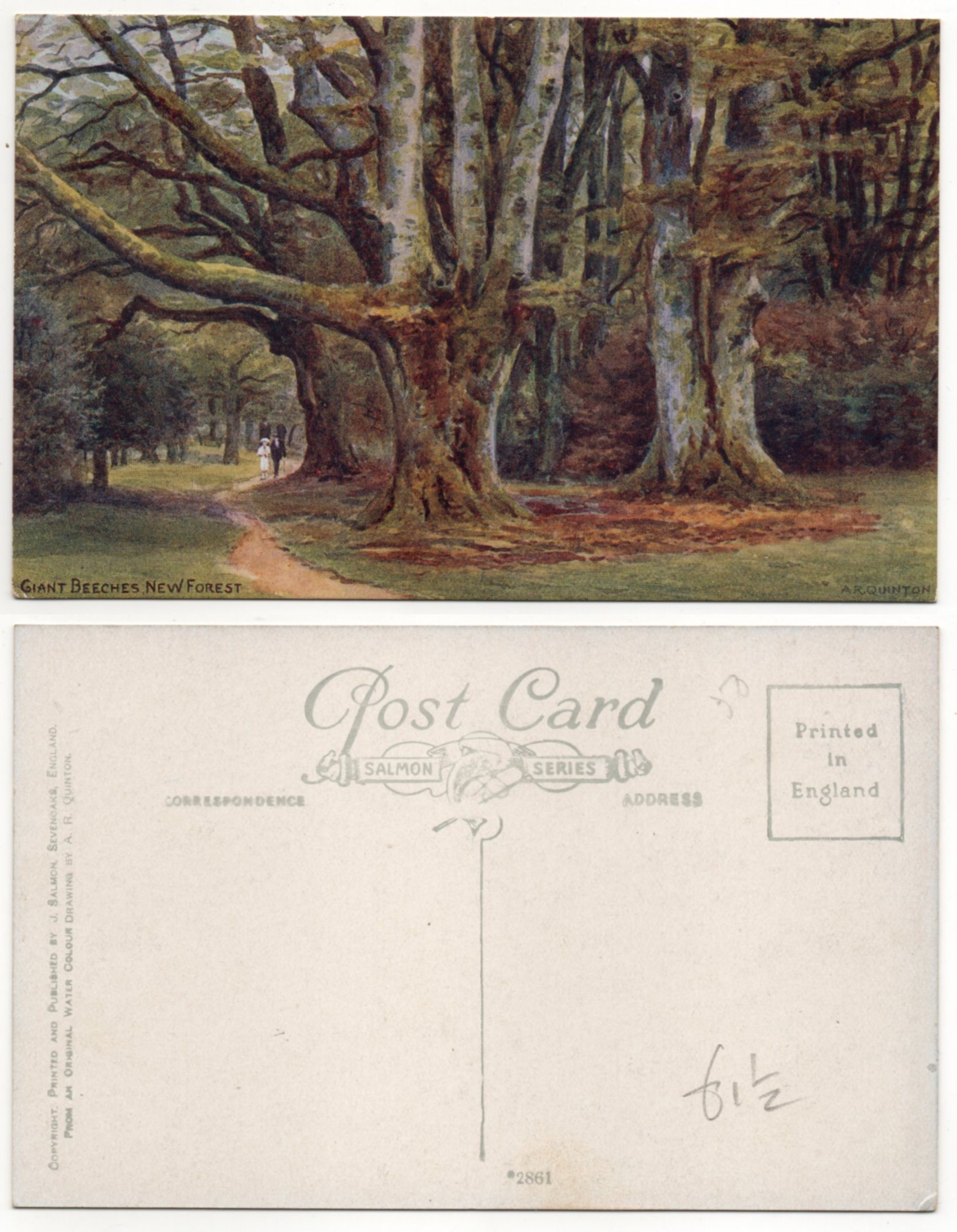 Giant Beeches New Forest PW0815.jpg  by whitetaylor