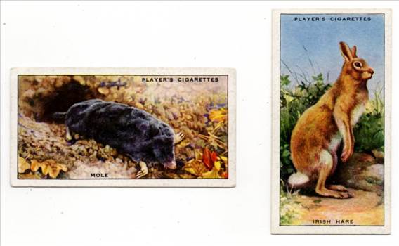 Players Animals Of The Countryside Front CC0225.jpg by whitetaylor