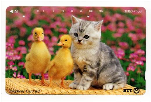 NTT Kitten With Two Ducklings PW-TC-041.jpg - 