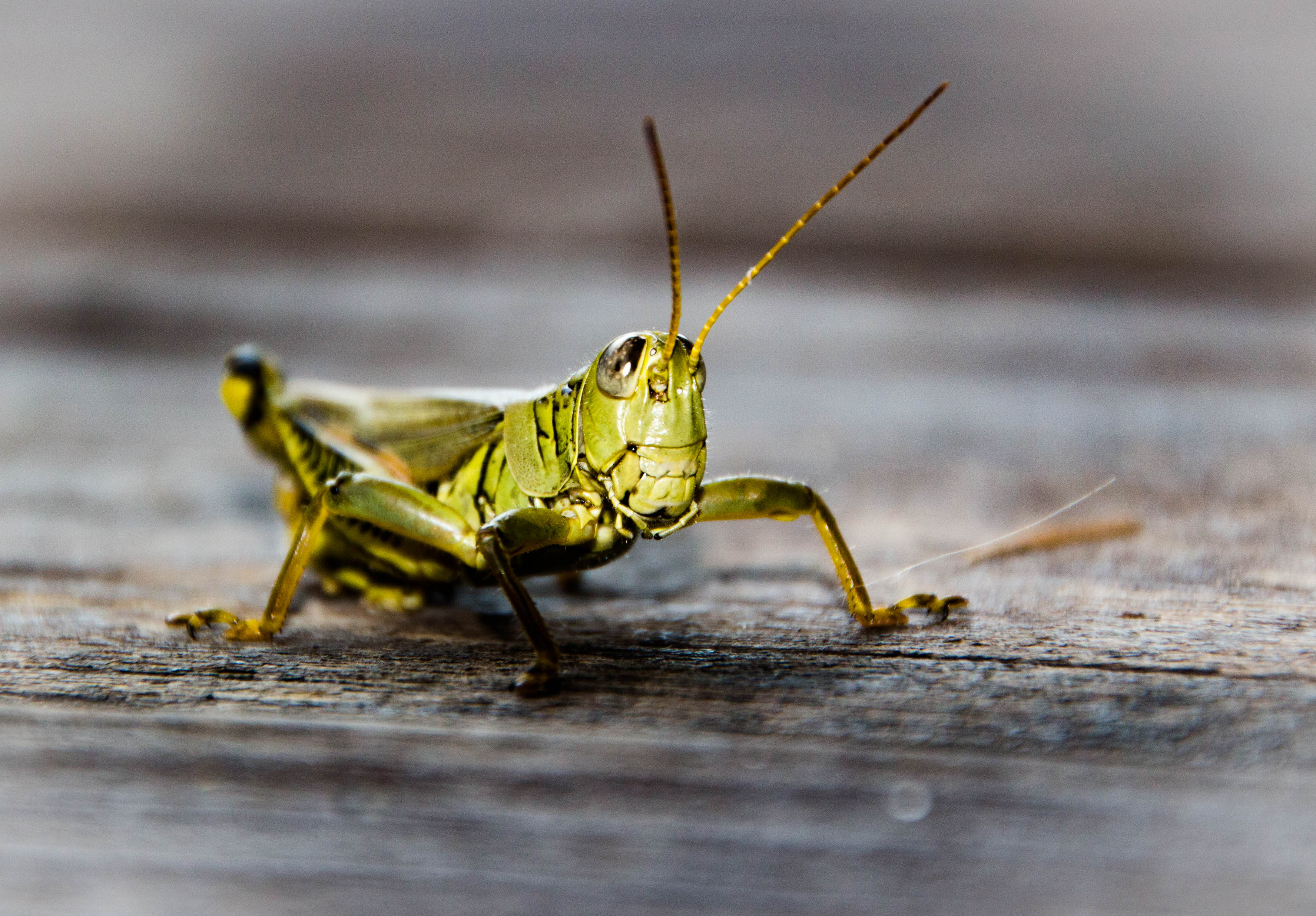 Grasshopper (1 of 1).jpg  by WPC-9