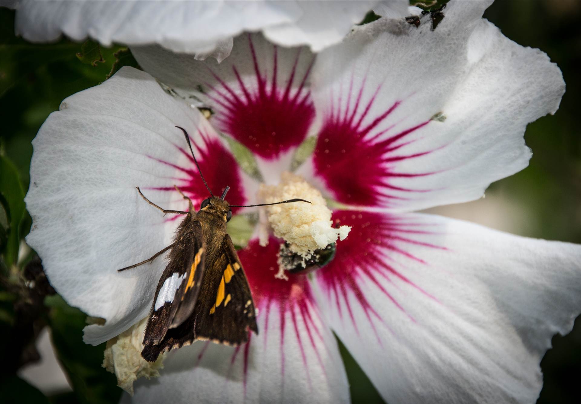 Rose of Sharon Moth (1 of 1).jpg  by WPC-9