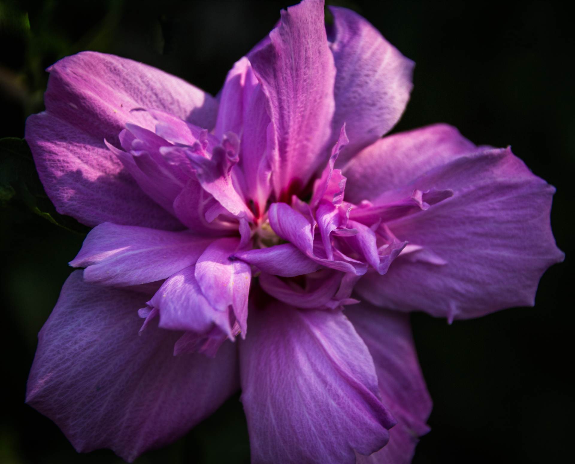 Rose of Sharon (1 of 1).jpg  by WPC-9