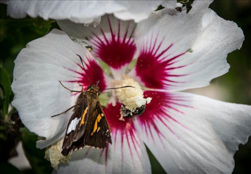 Rose of Sharon Moth (1 of 1).jpg - 