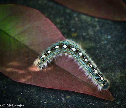 Caterpillar (1 of 1).jpg by WPC-9