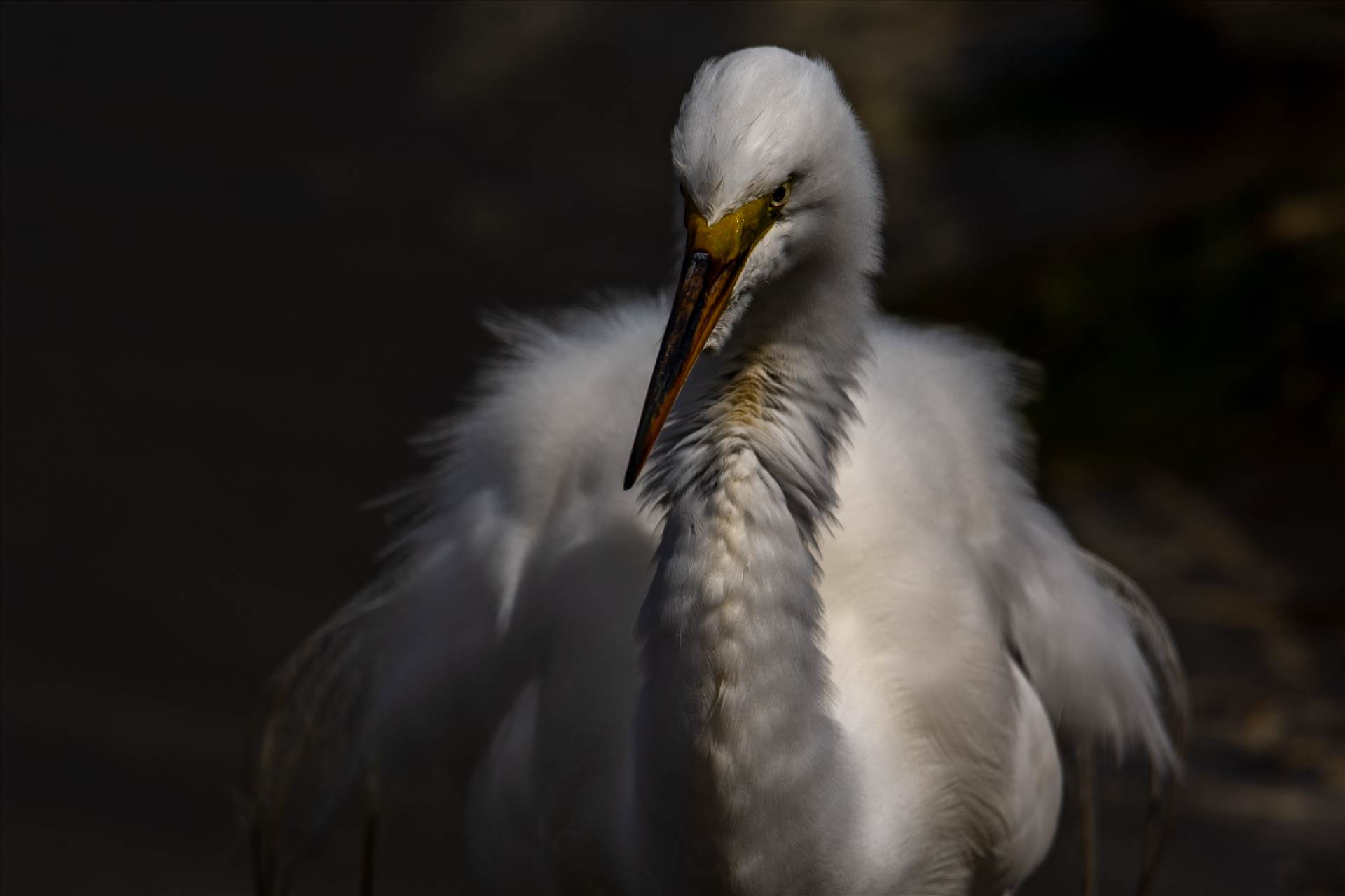 GreatEgret_01.jpg  by lbillie72