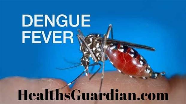 Dengue Fever by replyDengueFever