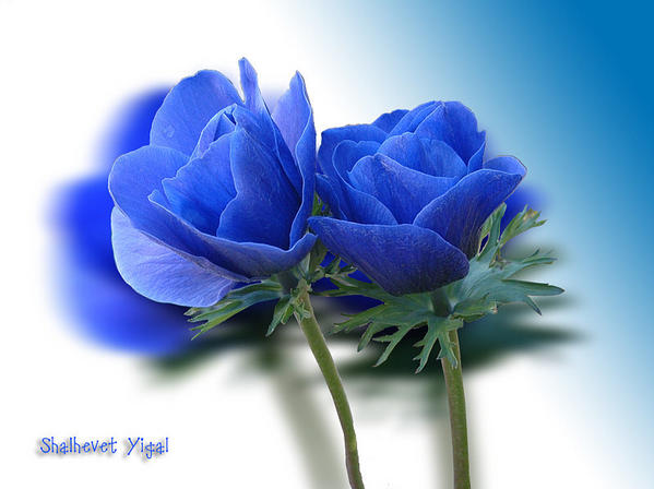 Gol (33).jpg  by sayyad