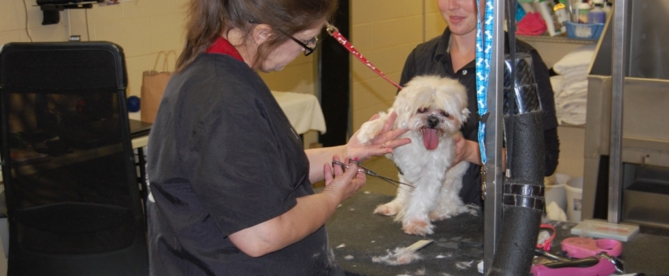 Pet Grooming Chapel Hill Nc https://countryinnkennelandcattery.com/ by countrykennel