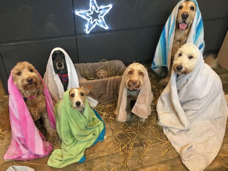 dog nativity.jpg  by pjaye2000