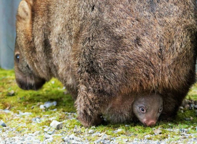 wombat.JPG  by pjaye2000