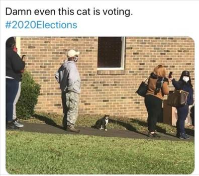 cat vote - Copy.JPG - 