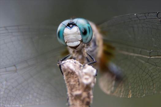 FB_IMG_1433288532493.jpg - 