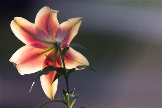 FB_IMG_1434249210541.jpg - 