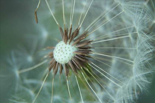 FB_IMG_1437849825899.jpg - 