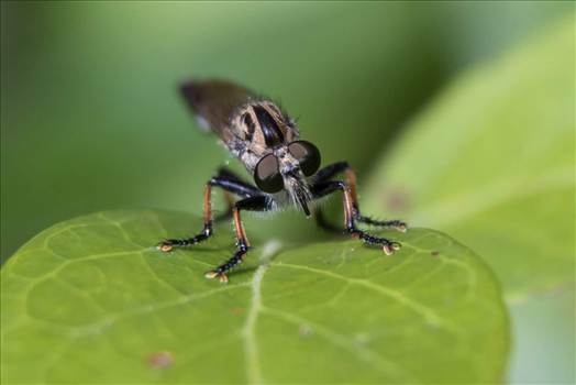 FB_IMG_1439522826536.jpg - 