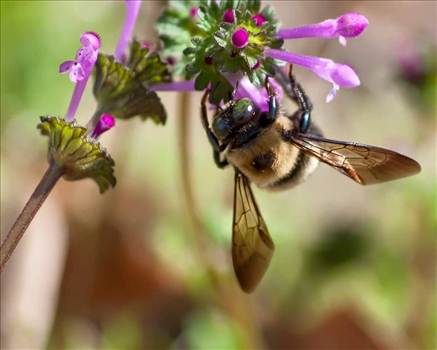 FB_IMG_1433697060356.jpg - 