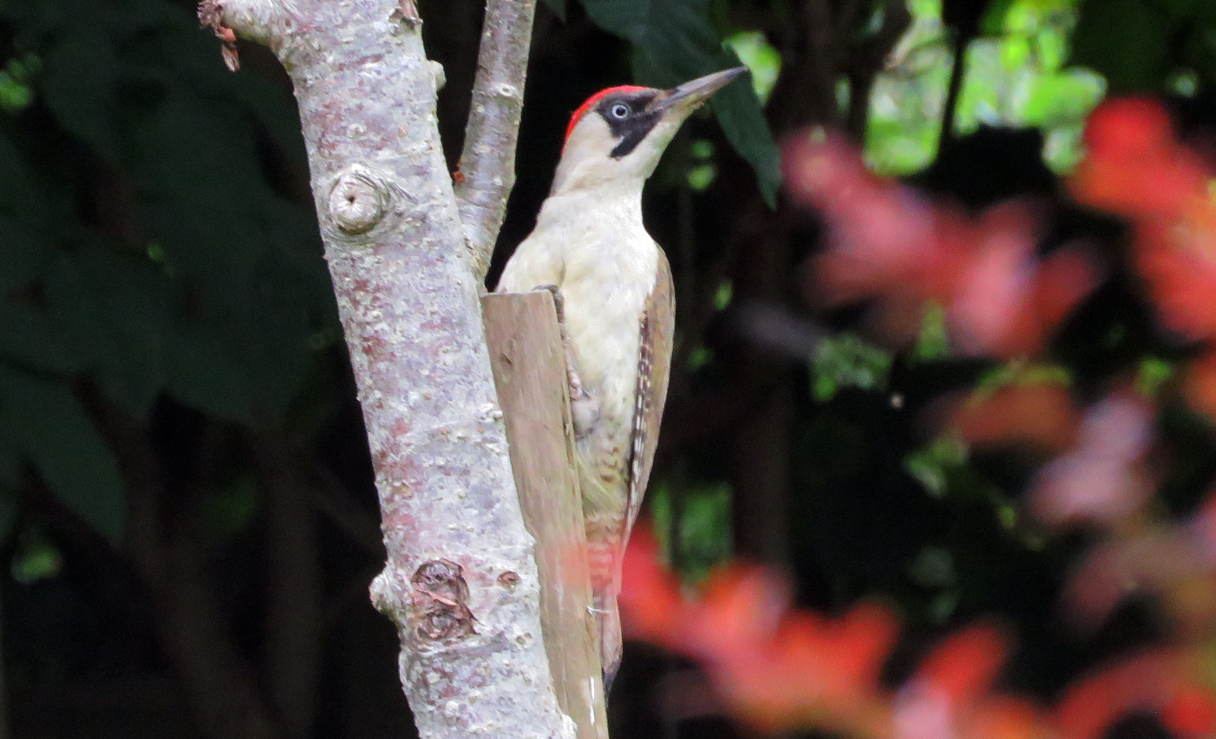 Green Woodpecker Juvenile.jpg  by Karnataka