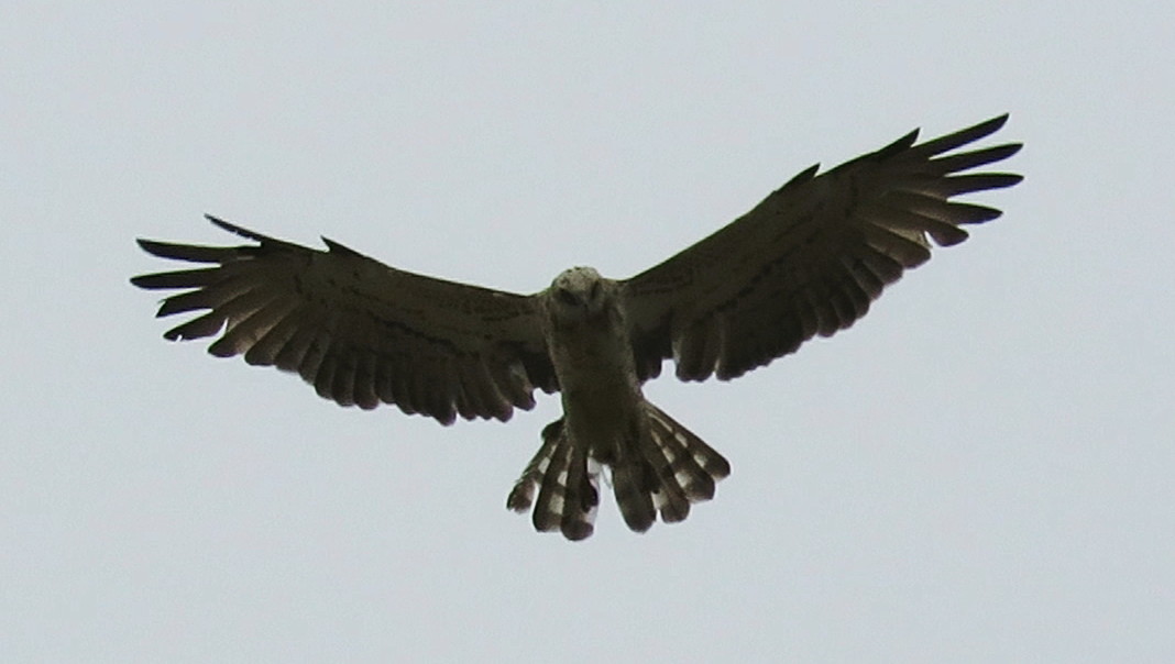 Short-Toed Eagle Hovering.jpg  by Karnataka