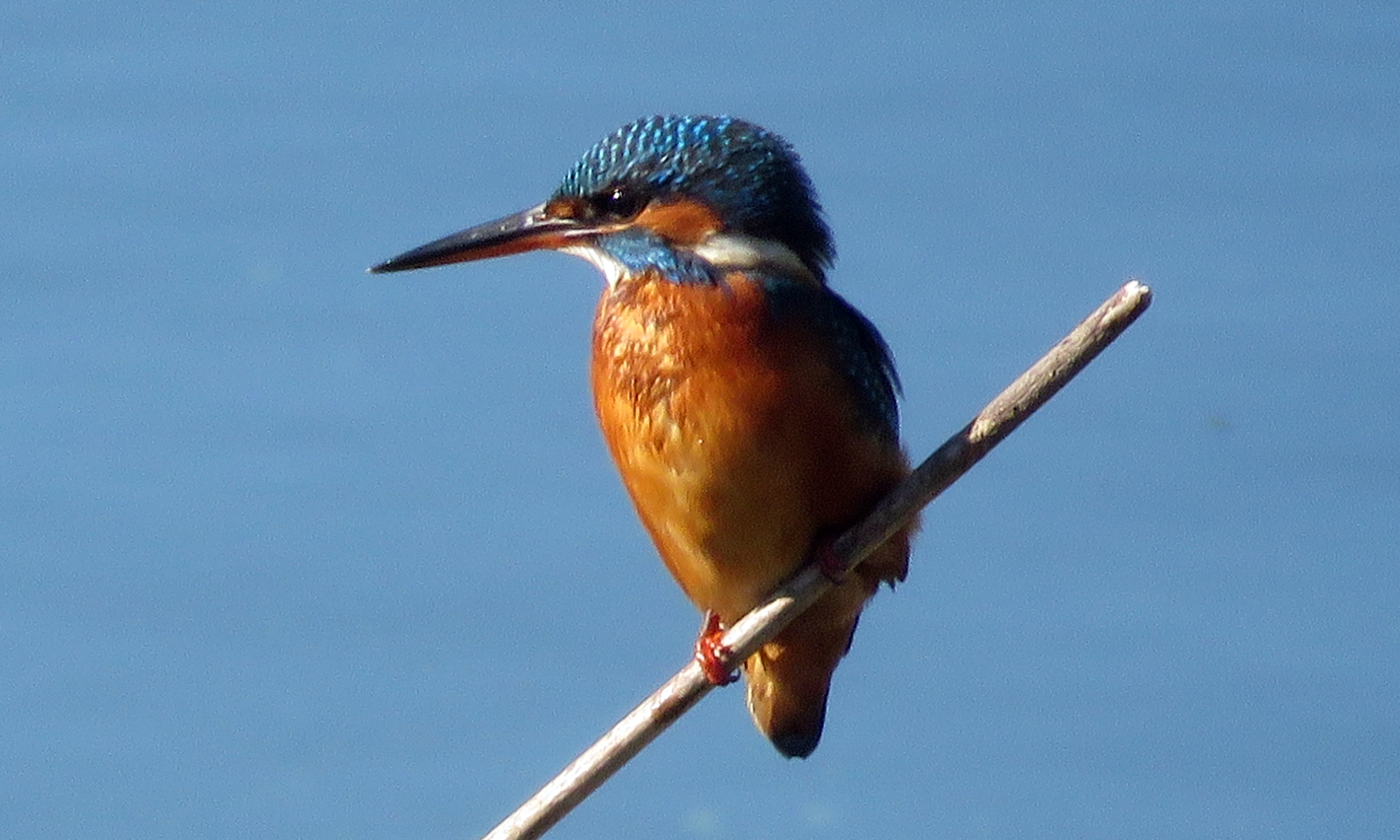 Kingfisher 2.jpg  by Karnataka