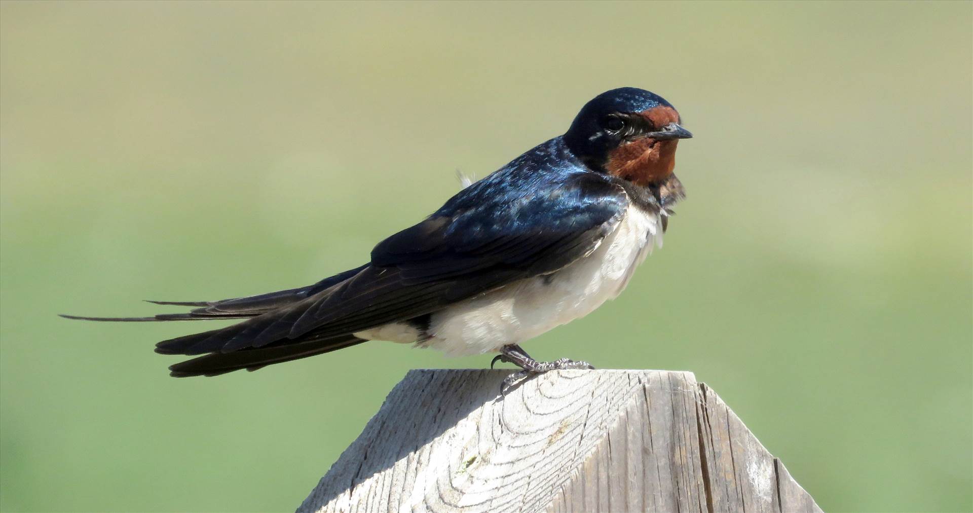 Barn Swallow.jpg  by Karnataka