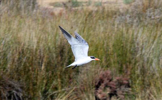 Caspian Tern in flight.jpg - 