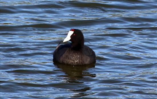 Red-Knobbed Coot.jpg - 