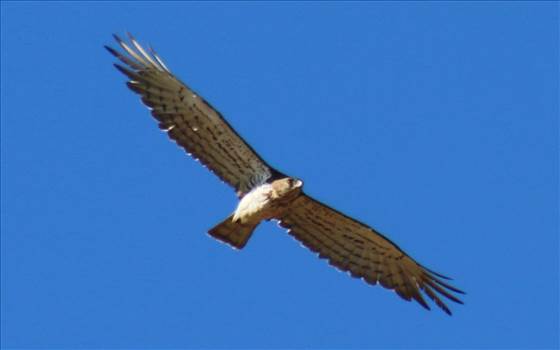 Short-Toed Eagle.jpg by Karnataka