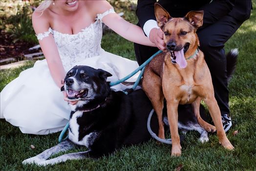 Dogs-7216.jpg by The Burgers