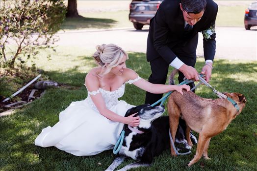 Dogs-7204.jpg by The Burgers