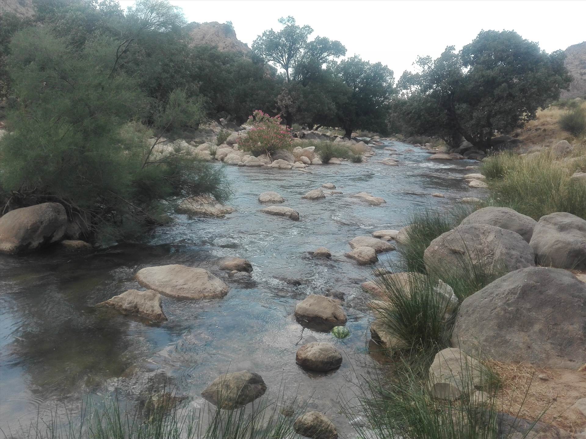 IMG_20190607_135920.jpg هررز، نورآباد، فارس by Hojat