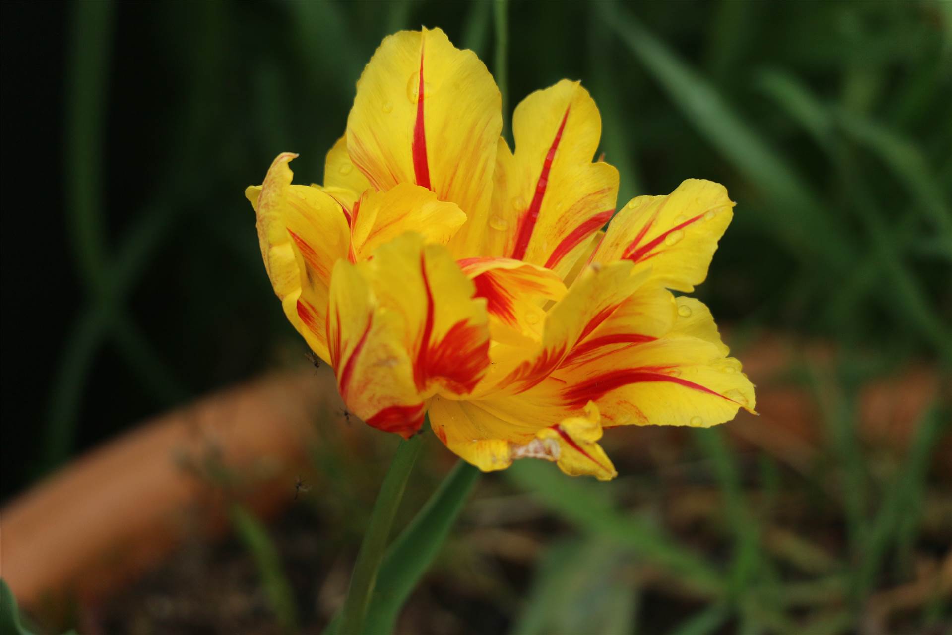 IMG_0786.JPG  by ron1953