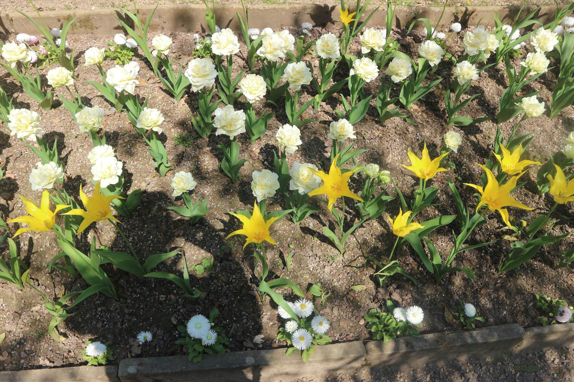 IMG_0868.JPG  by ron1953