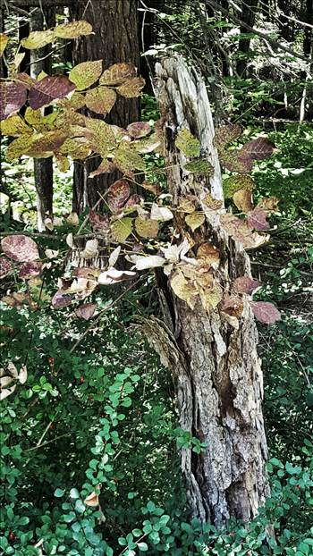 20151004_131946_002-01.jpeg - undefined