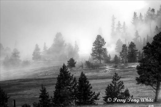 Foggy morning of the Yellowstone - 