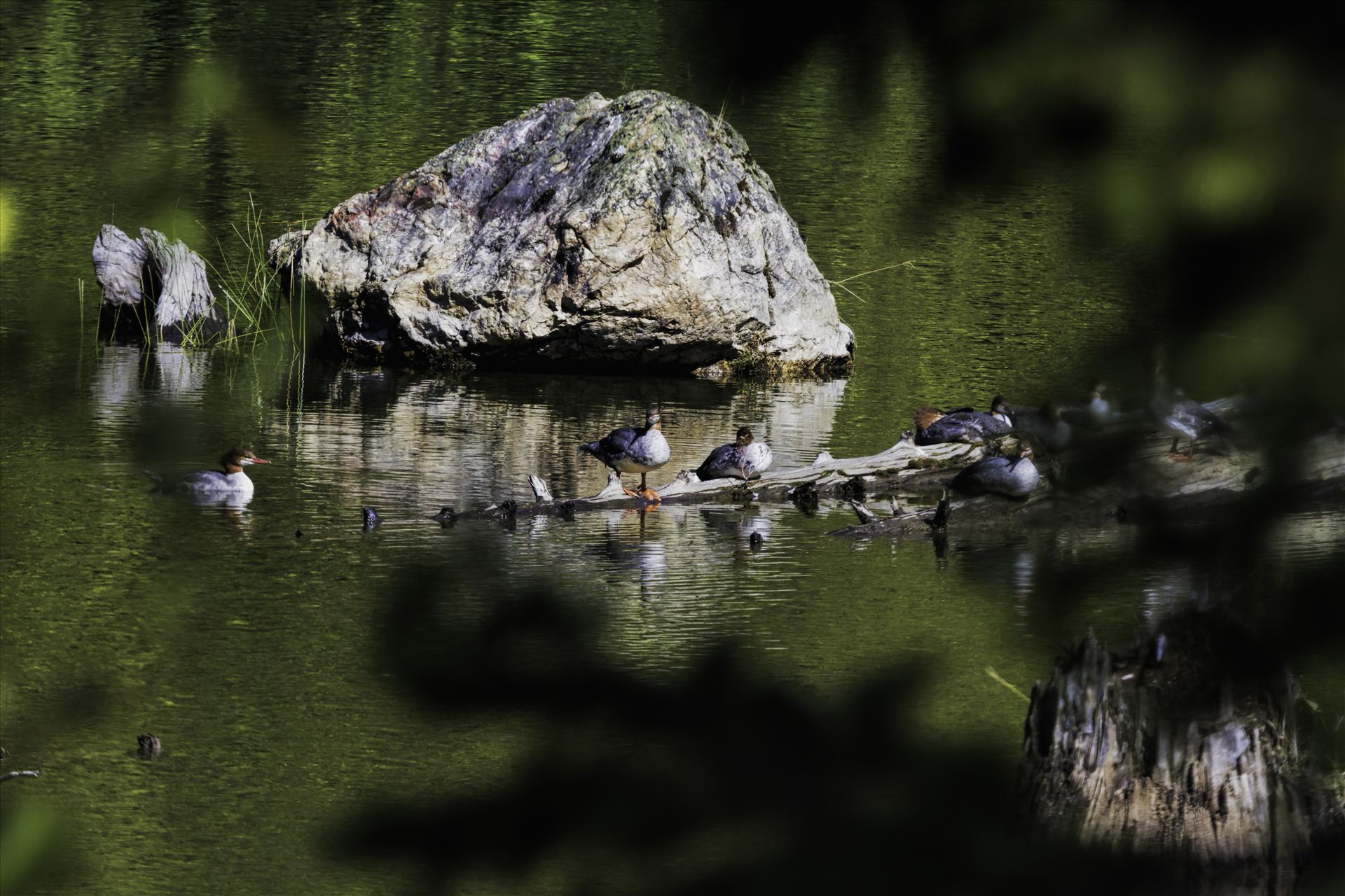 Merganser Ducks Relaxing in the Sun  by Bear Conceptions Photography