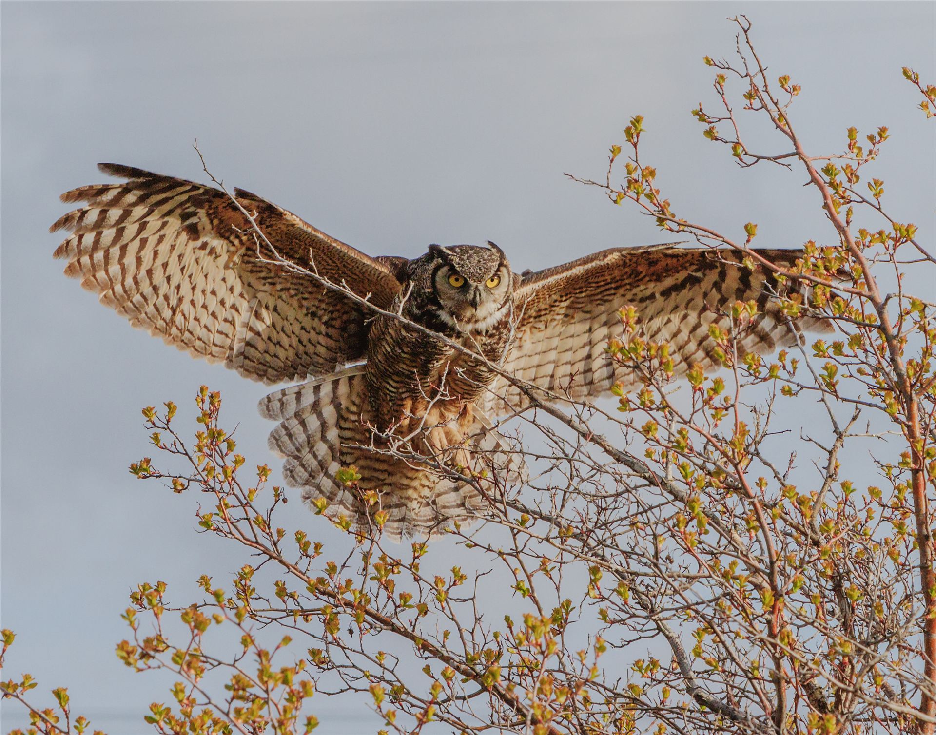 You Are Cleared to Land Female Great Horned Owl, coming in to land in a tree. by Bear Conceptions Photography