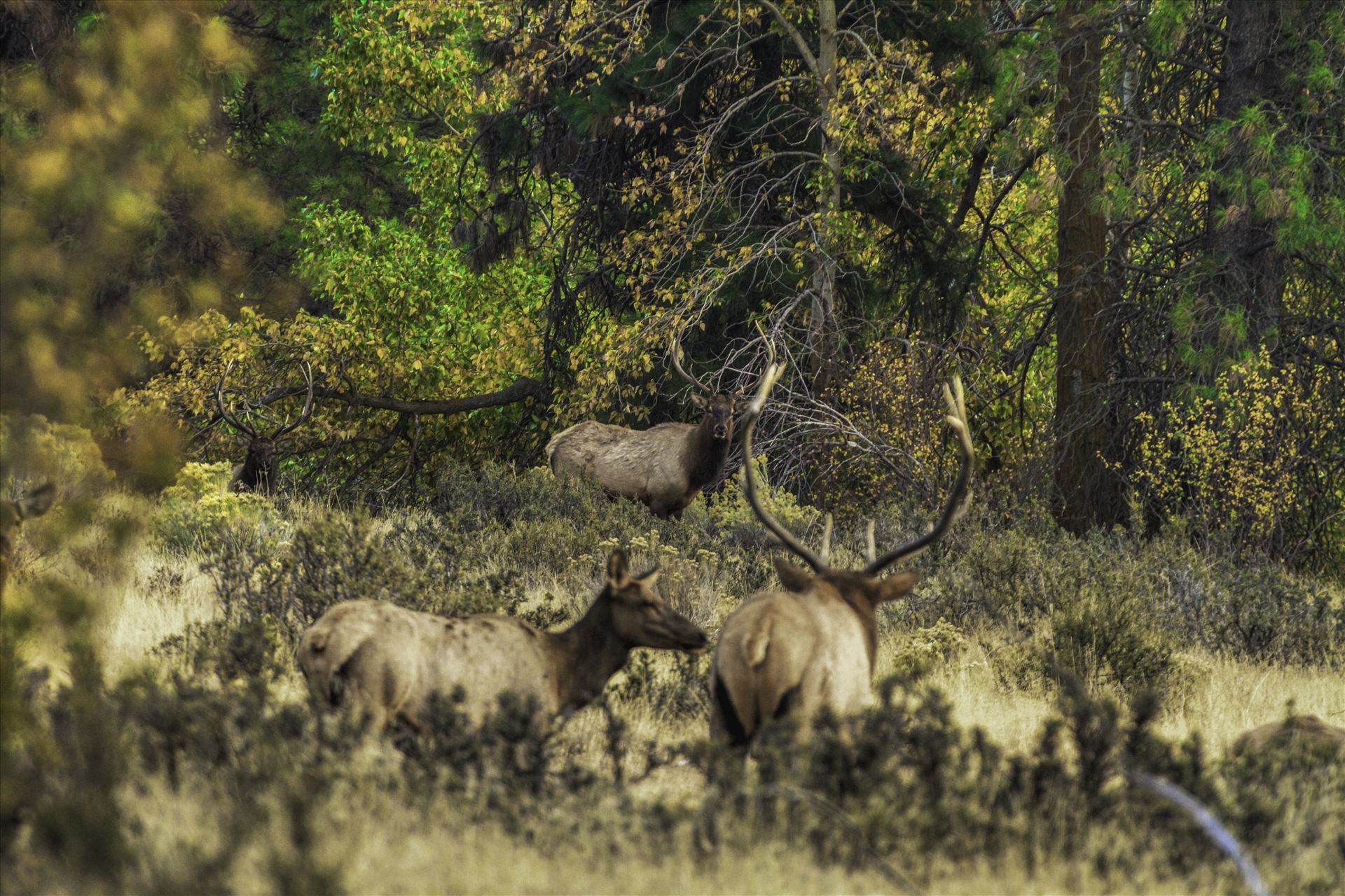 And in This Corner Watching bull elk in the rut can be intense at times.  This was one of those moments, as the challengers came out of the timber.  It felt like a heavyweight boxing match was about to break out. by Bear Conceptions Photography